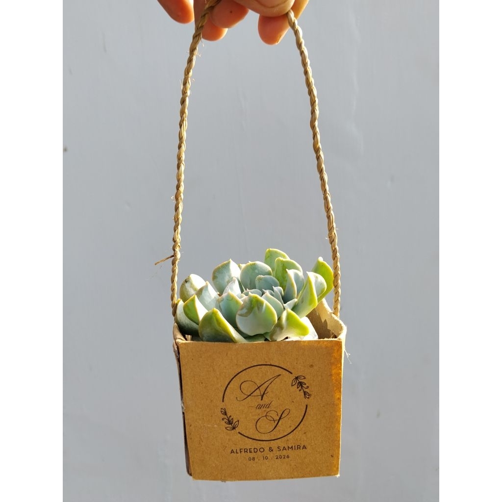 Souvenir kaktus & sukulen mini/Souvenir pernikahan(PAPERBAG)
