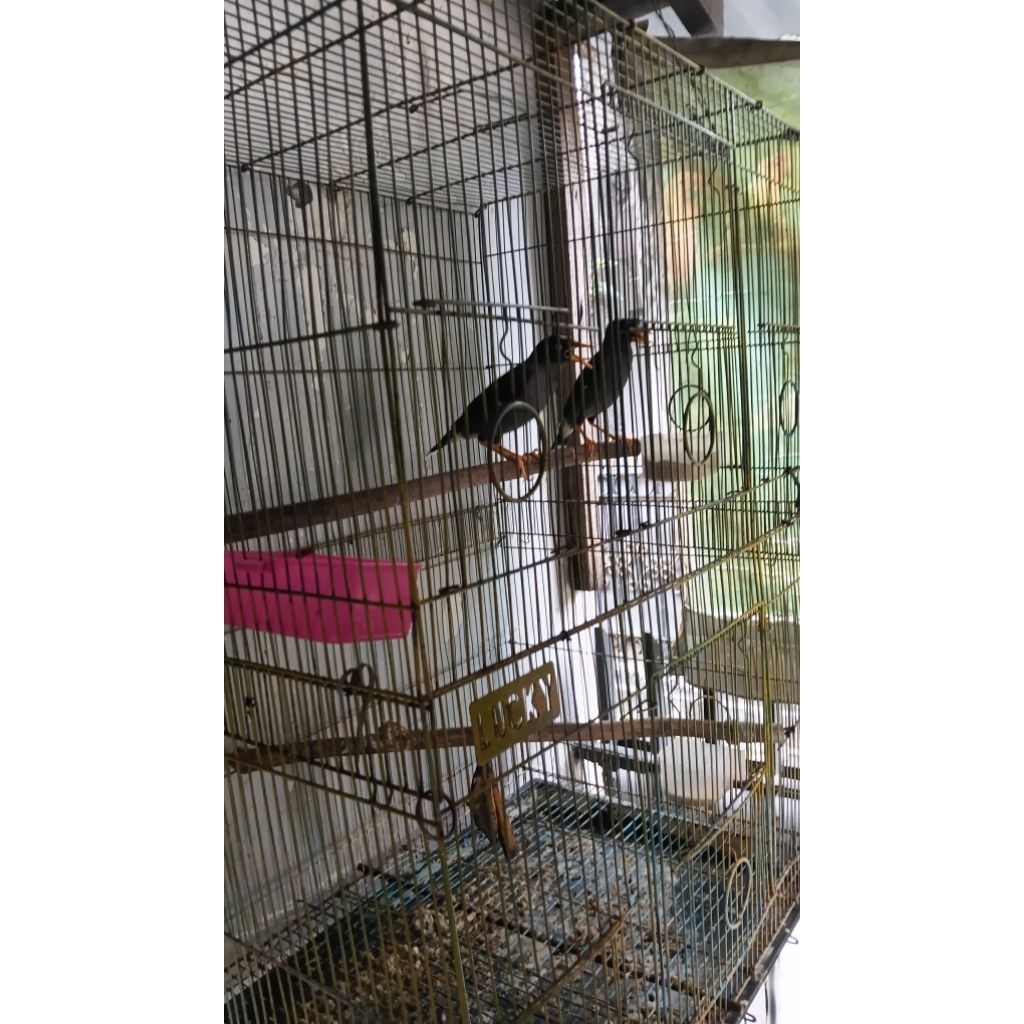 jalak kebo sepasang burja mulai gacor