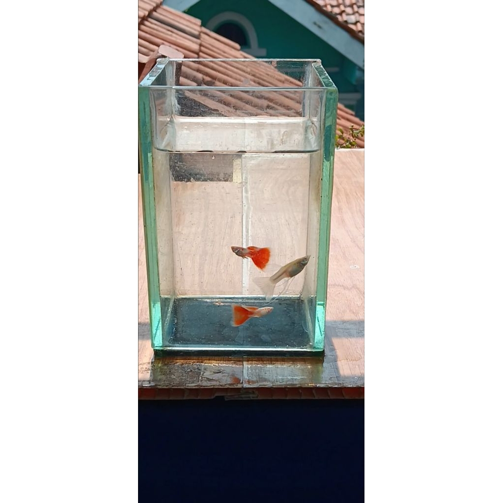 ikan guppy sky red albino