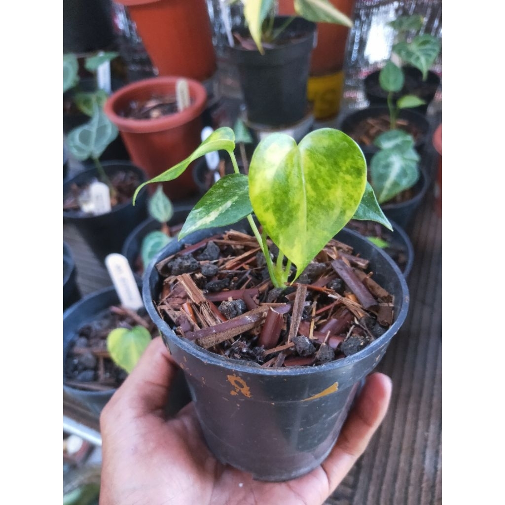 anthurium clarinervium variegata real pict
