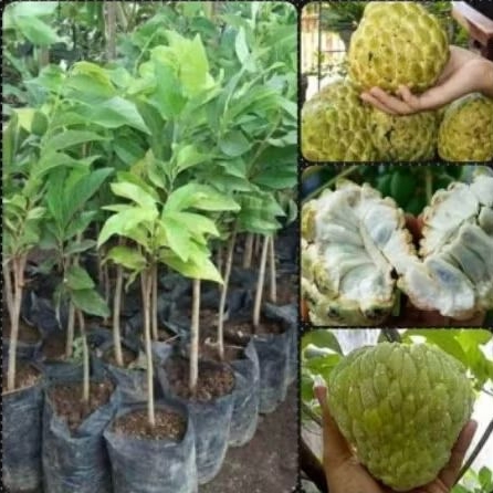Bibit Srikaya Jumbo Hasil Cangkok