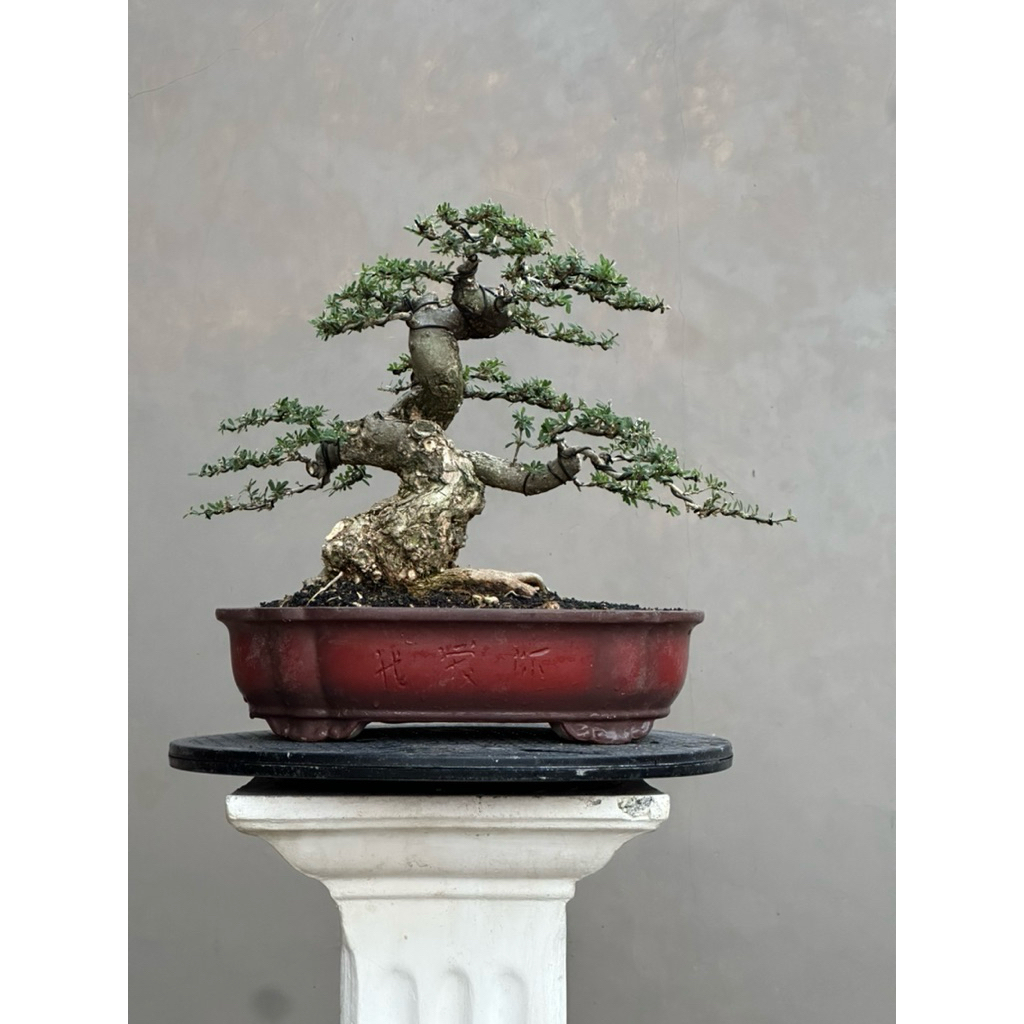 Bonsai Saeng simbur super micro medium