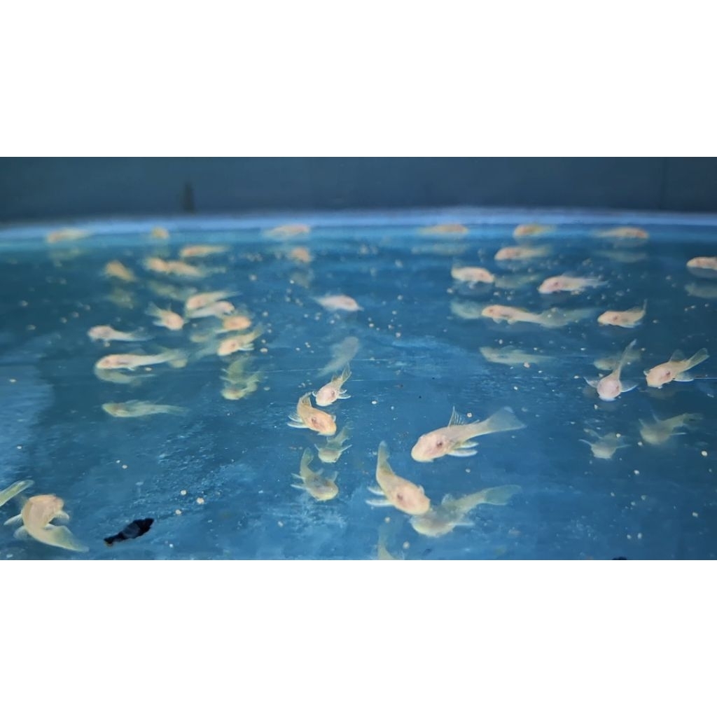 Brushmouth Albino Jengki (non-slayer) / Pleco L144 / Ikan Sapu