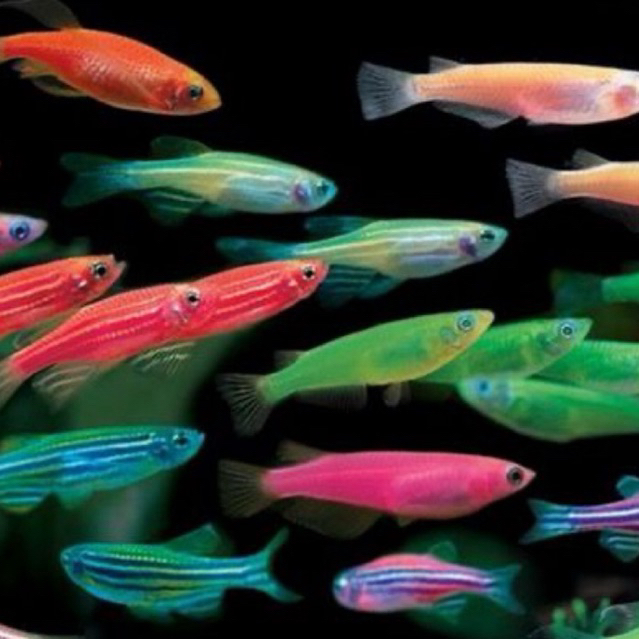 [Chan Aquatic] Ikan Hias Danio Glow fish | Zebra Fish | Schooling Fish