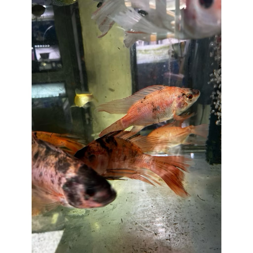 ikan hias nila slayer nila kumpay hanya instan