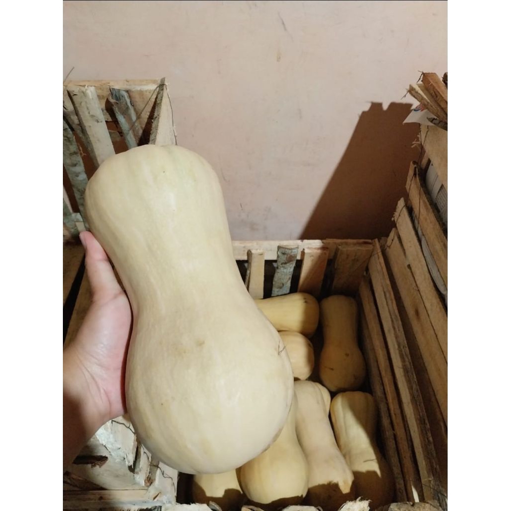 Labu madu Free Pestisida 1,9 kg