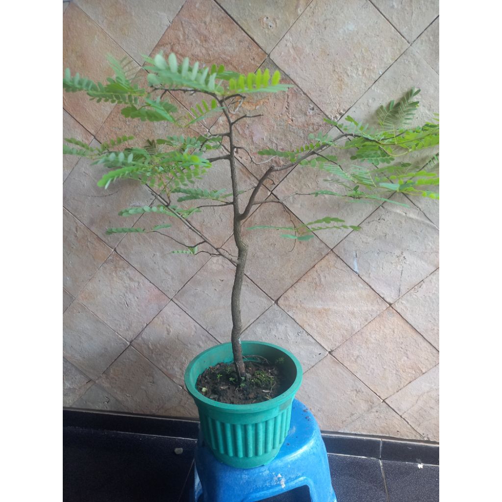 Bahan bonsai Asem Jawa
