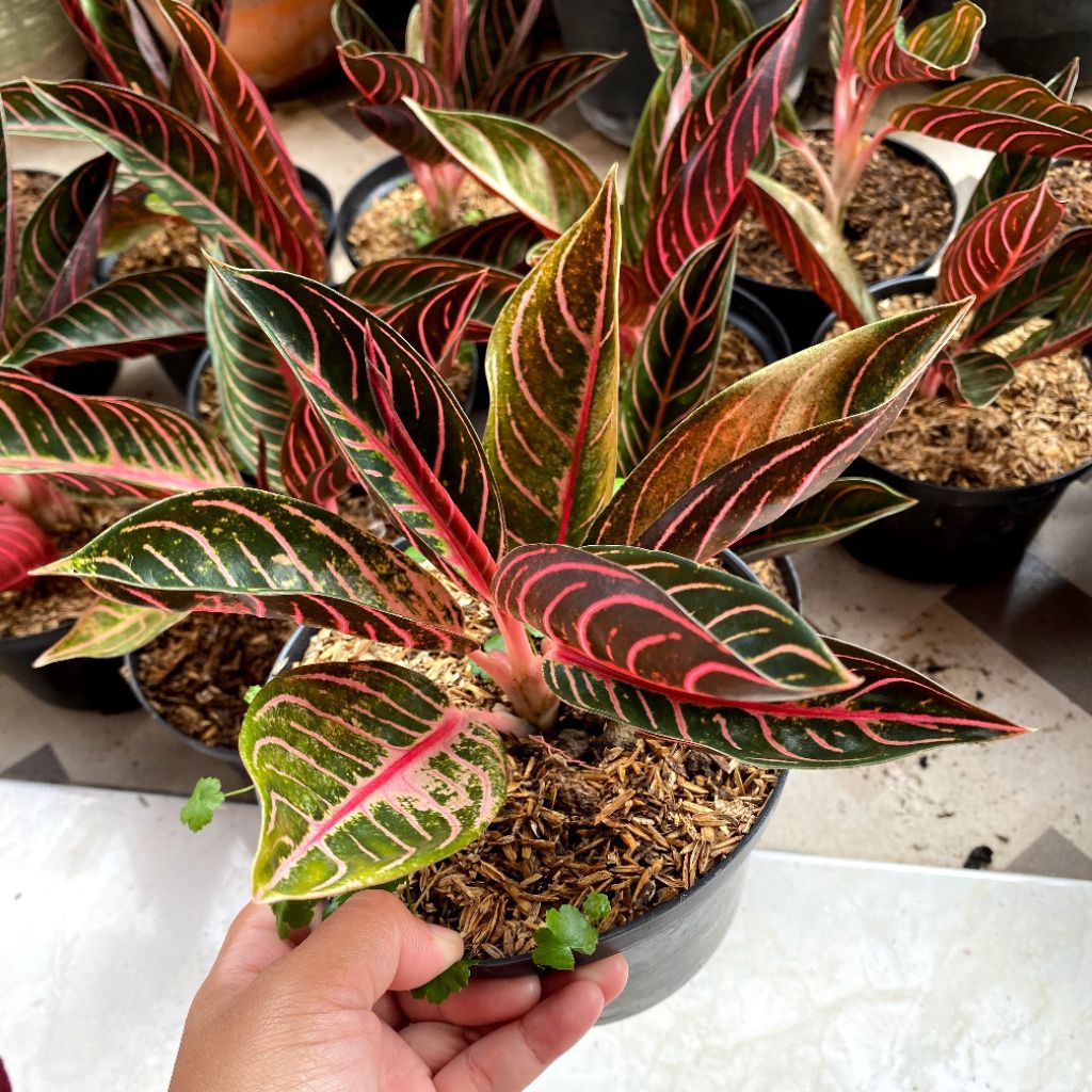 Tanaman Aglonema Red Sumatra Asli (Budidaya sendiri)/Redsum POS