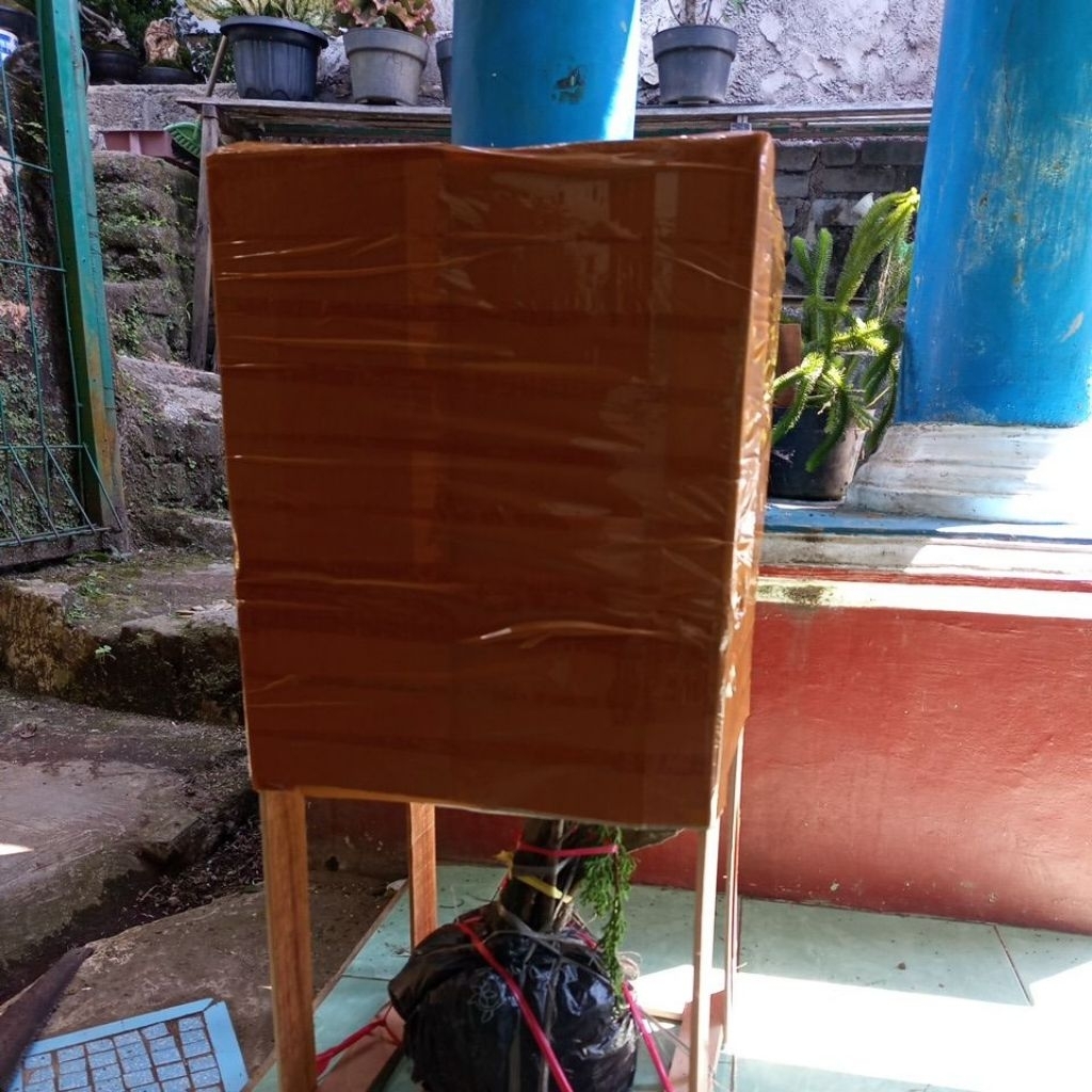 cemara sinensis