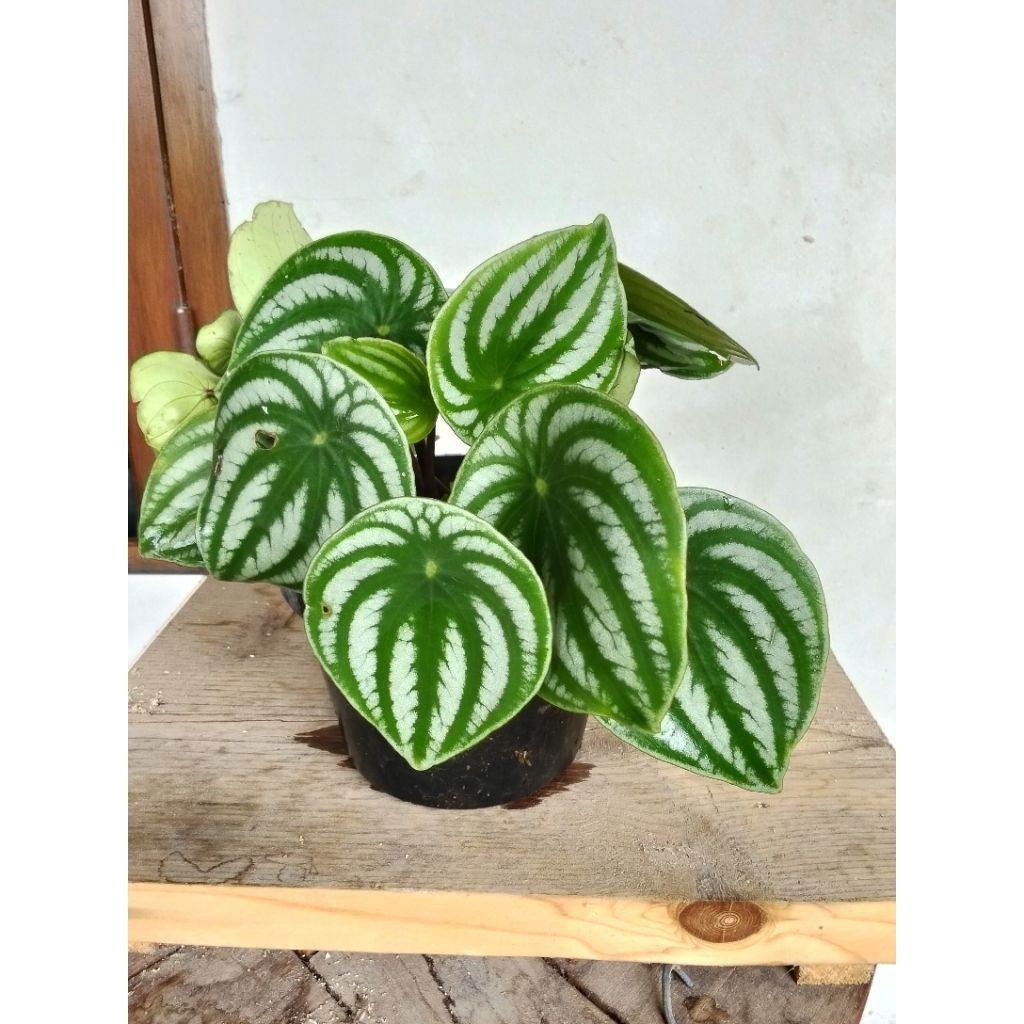 Tanaman Hias Peperomia Watermelon/Peperomia Arghyreia jumbo