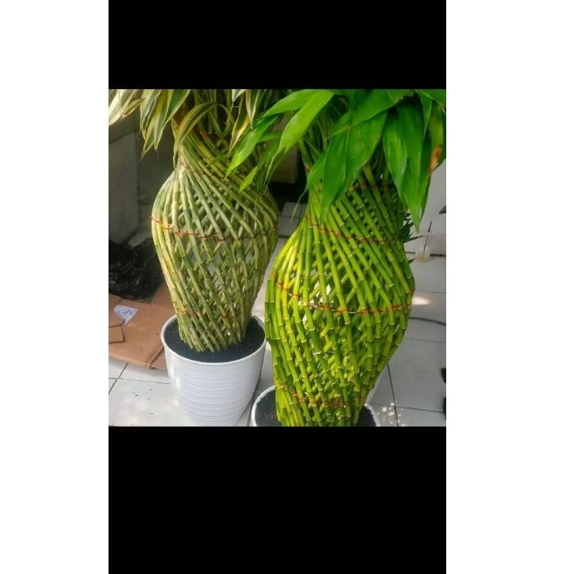 tanaman hias bambu hoki jumbo