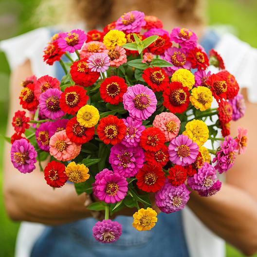 Benih Bunga Zinnia Liliput Biji Bunga Zinnia COD Beli 5 gratis 1
