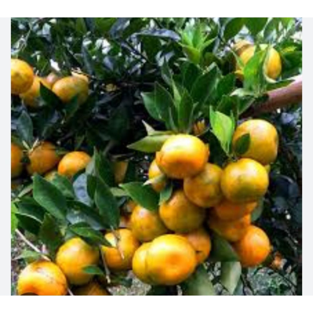 bibit, jeruk siam,madu,berkuwalitas, unggulan,,beli(3)bonus,j(3)bibit,jeruk,kasturi