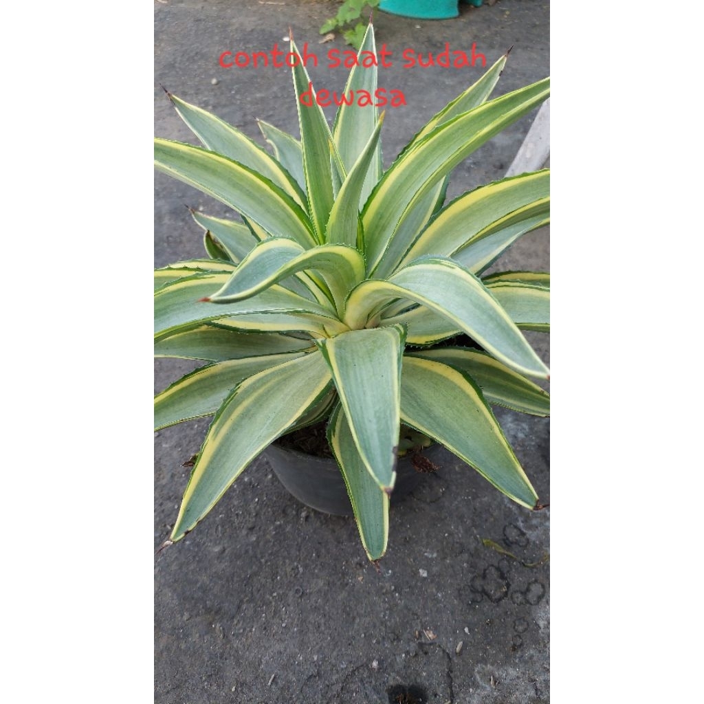 Agave variegata