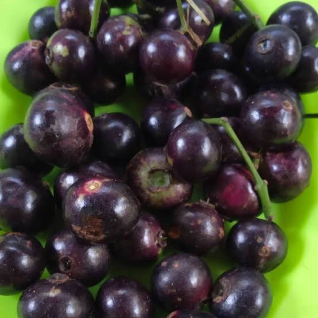 buah kupa segar buah gowok segar buah hutan sangat langka