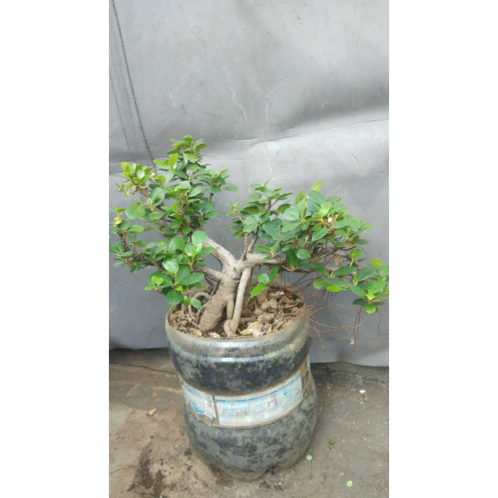 Bonsai Pohon Beringin Dolar