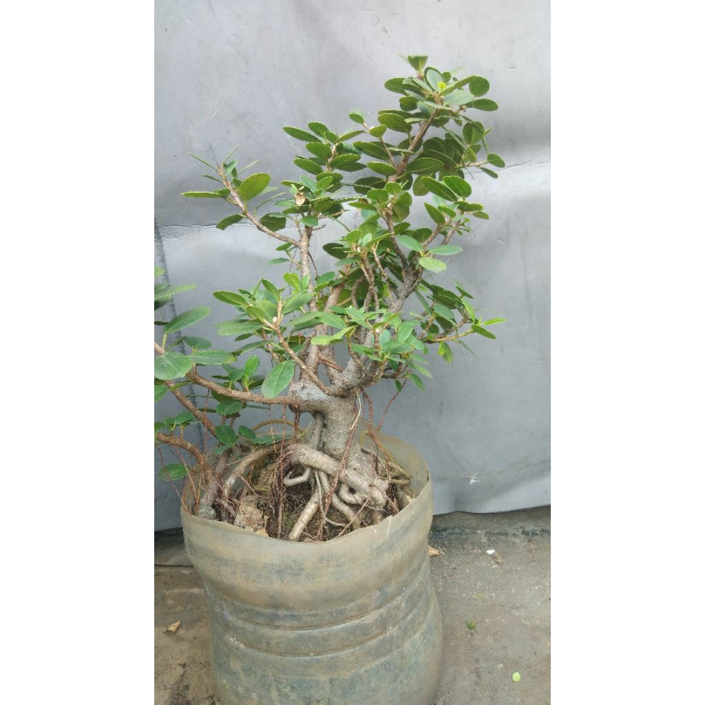 Bonsai Pohon Beringin Dolar