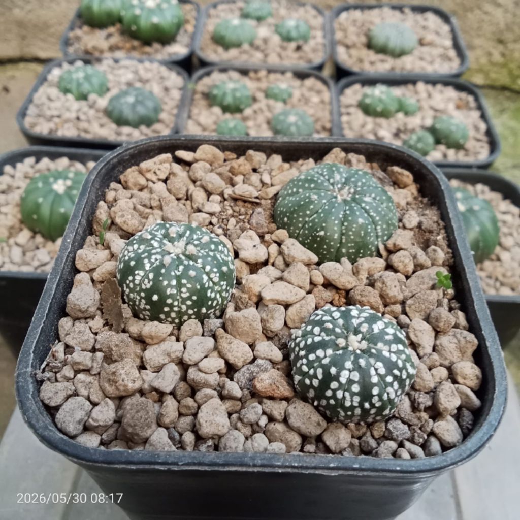 Kaktus Astrophytum super kabuto