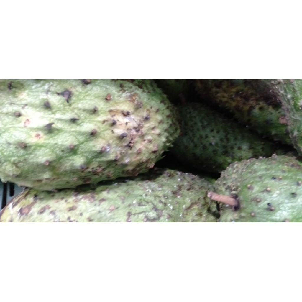 Buah Sirsak ratu matang manis