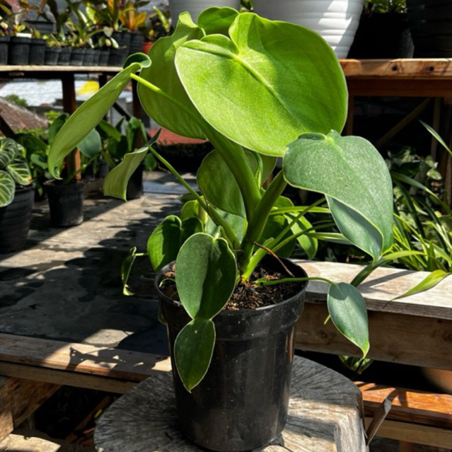 Tanaman Hias Philodendron PigSkin ( Rugosum )