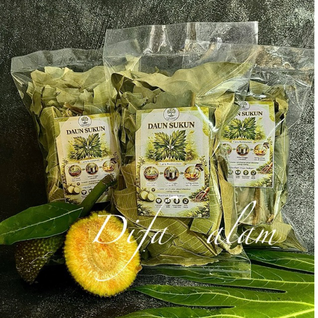 pucuk daun sukun daun sukun pilihan kering masih hijau