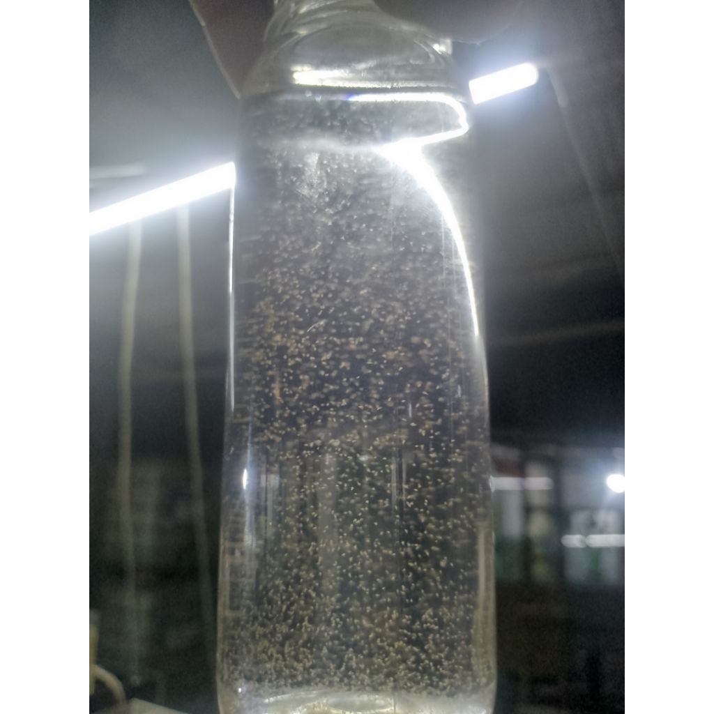 Pakan Hidup Artemia (Live Baby Brine Shrimp)