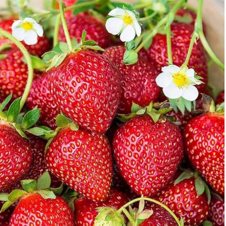 Surabaya Strawberry Segar, Kemasan Mika, Strowberry 500gr Bbaf Store