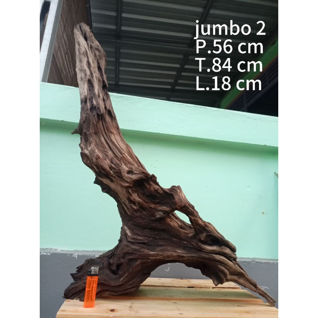 Kayu Rentek Fosil Mala JUMBO Asli temuan sungai untuk hiasan aquascape/akuarium/reptil