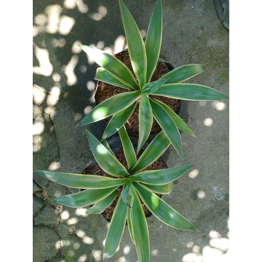 Agave