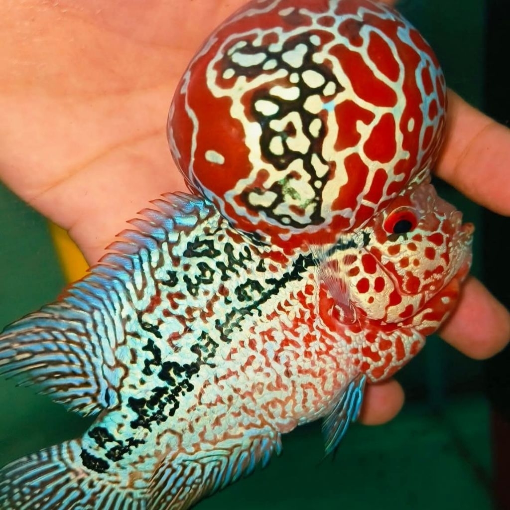hiasan aquarium SRD ori thailand 3cm