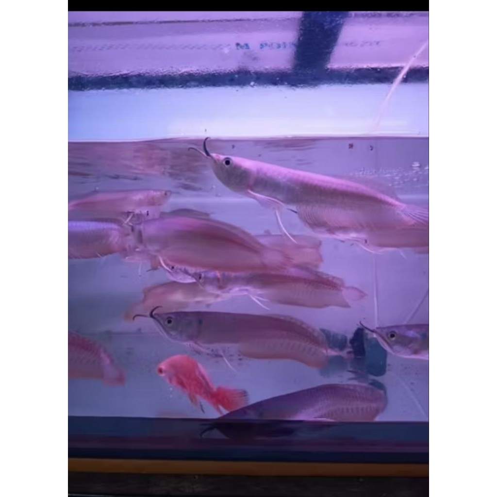 kebutuhan arwana silver red 11-12cm