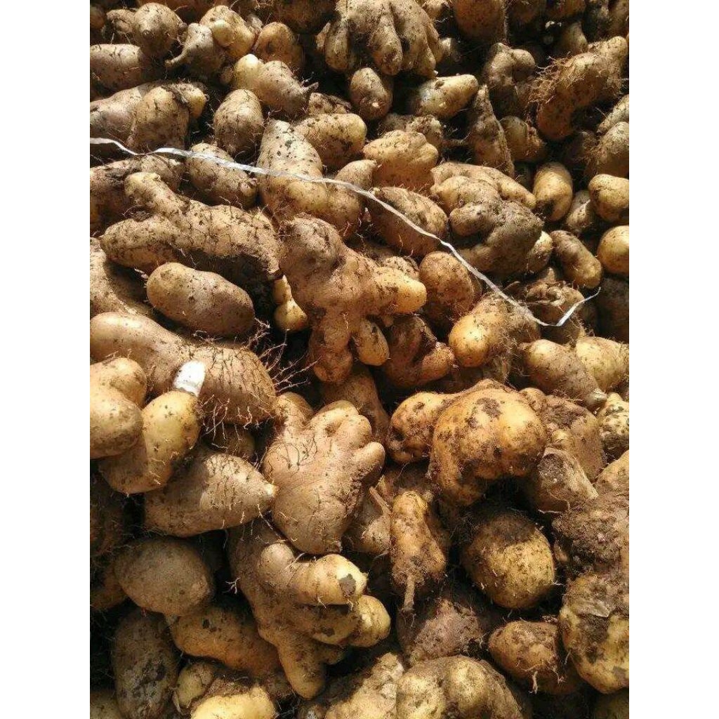 gembili 1kg