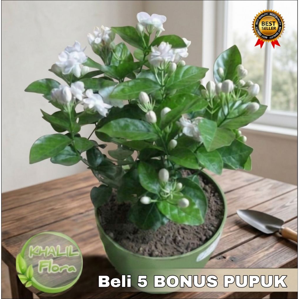 Bunga Melati Hidup Asli / Tanaman Bunga Melati Wangi Melati Pengantin