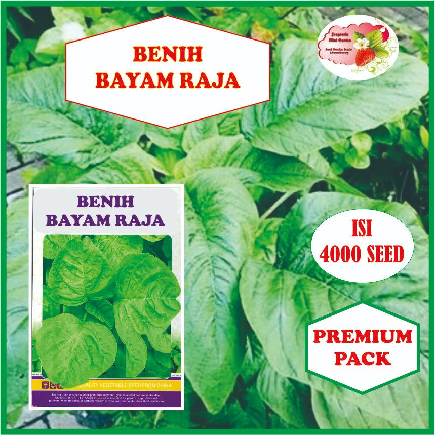 BENIH BAYAM RAJA / BAYAM PETIK ISI 4000 BIJI