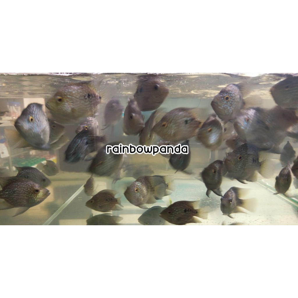 HIASAN AQUARIUM TEXAS AMERICAN CICHLID