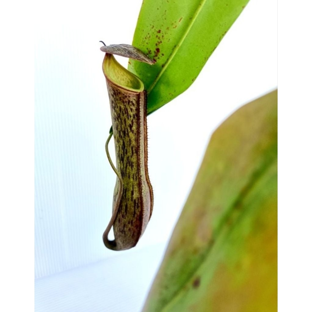 Gracilis x Clipeata