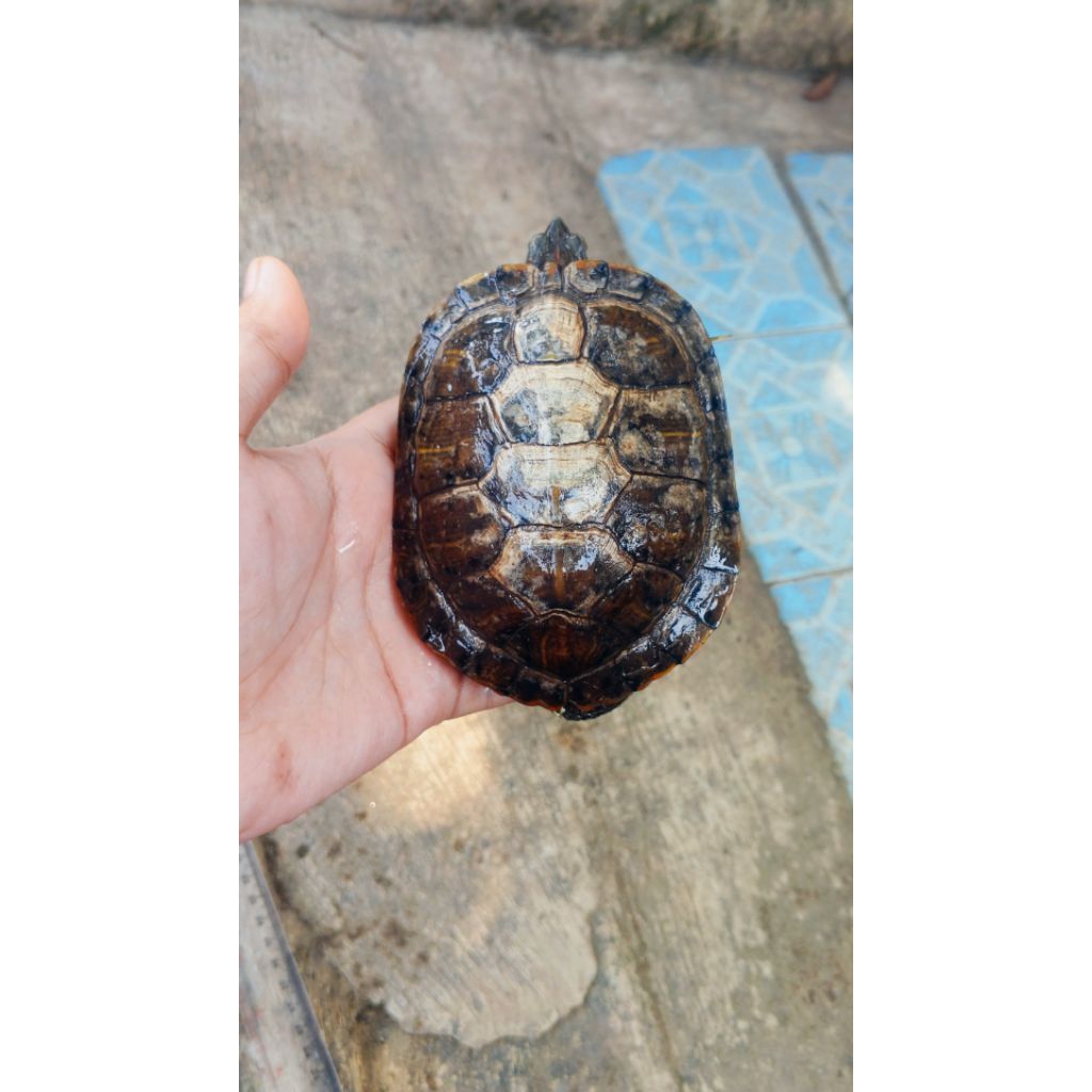 Makanan Pakan Pelet Ikan Kura Kura Brazil Dewasa Indukan Jantan Res Red Ear Slider Turtle Jumbo Main