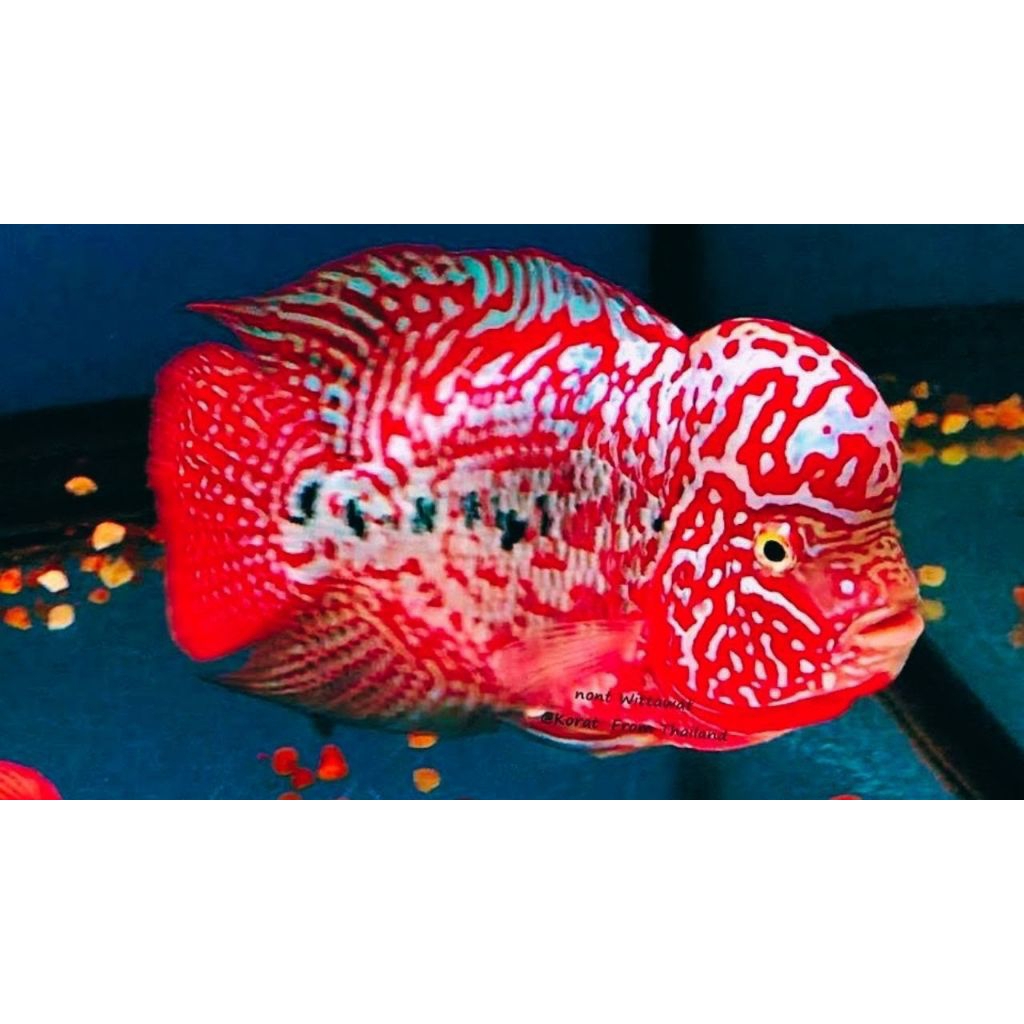 burayak RED kamfa f2 lokal 2-4cm