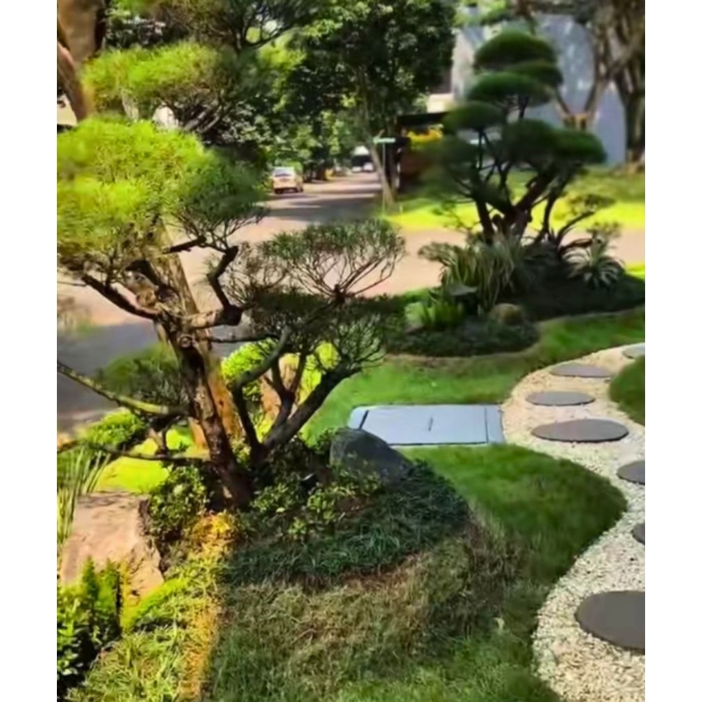 Taman Bonsai Cemara Udang