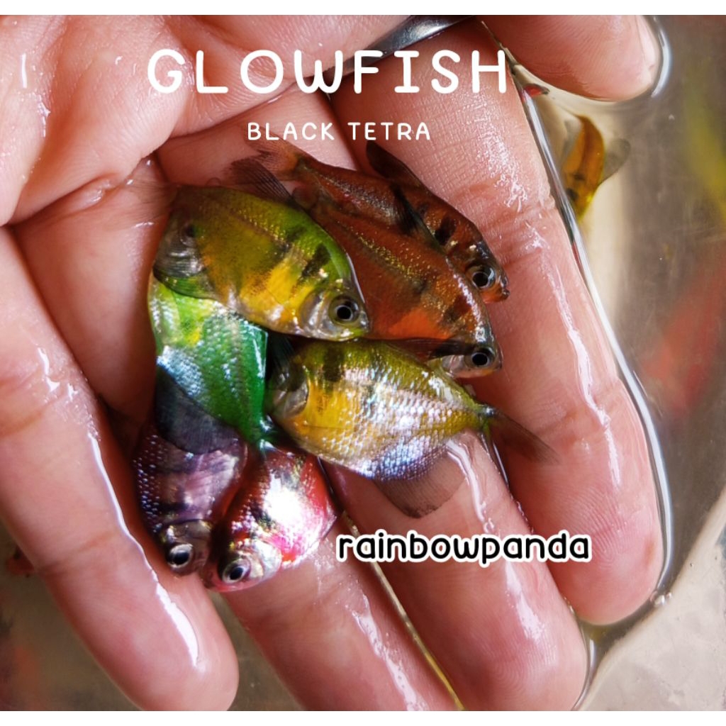 HIASAN AQUARIUM GLOWFISH BLACK TETRA