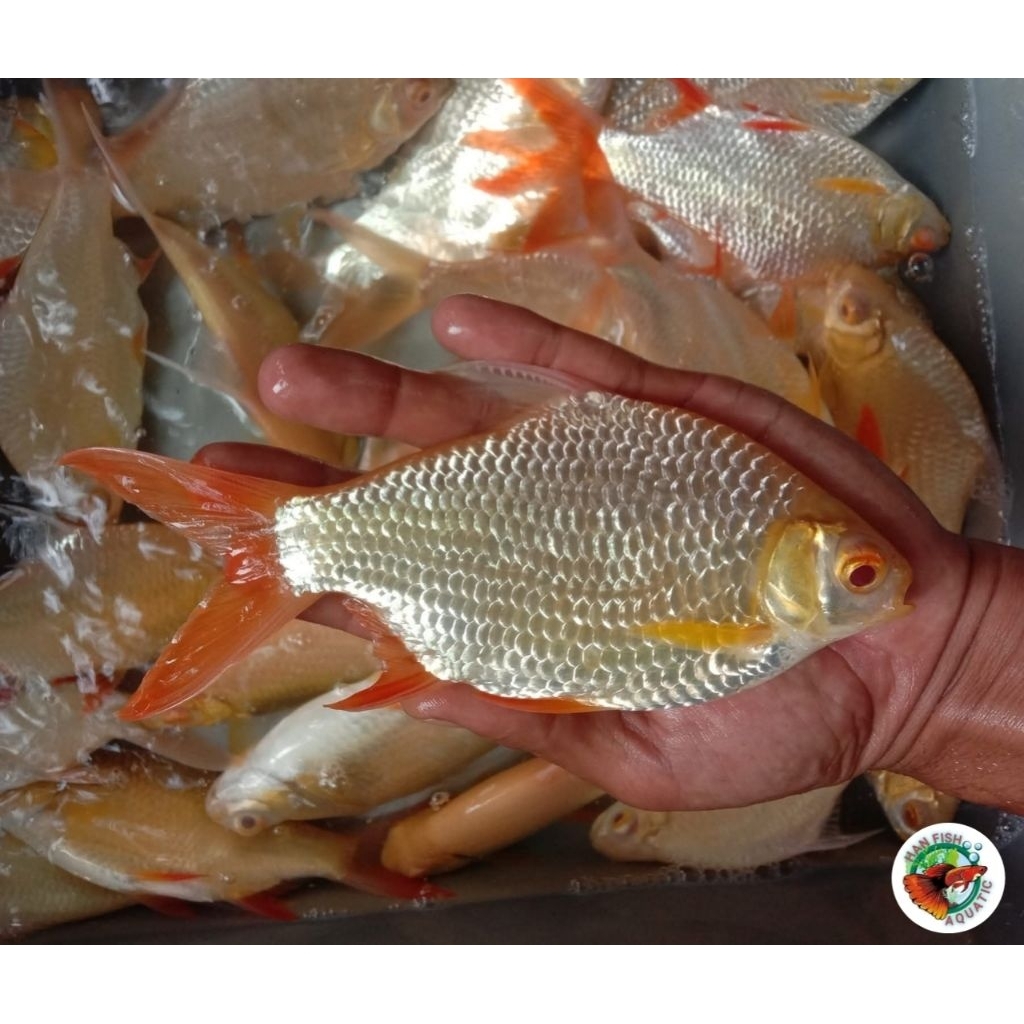 Kaviat(15cm)variasi Albino/Hitam untuk hiasan akuarium