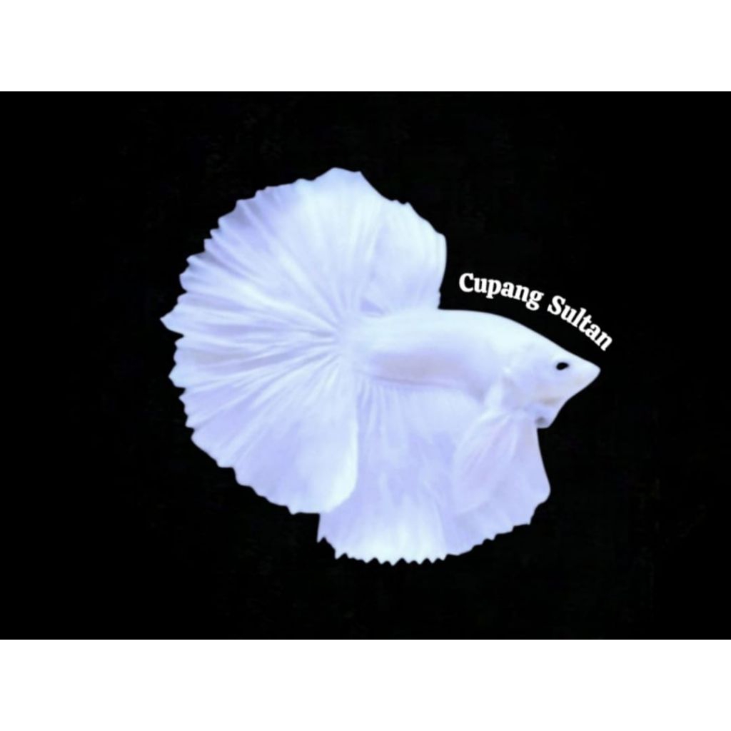Cupang Halfmoon White Platinum + Hm White Platinum