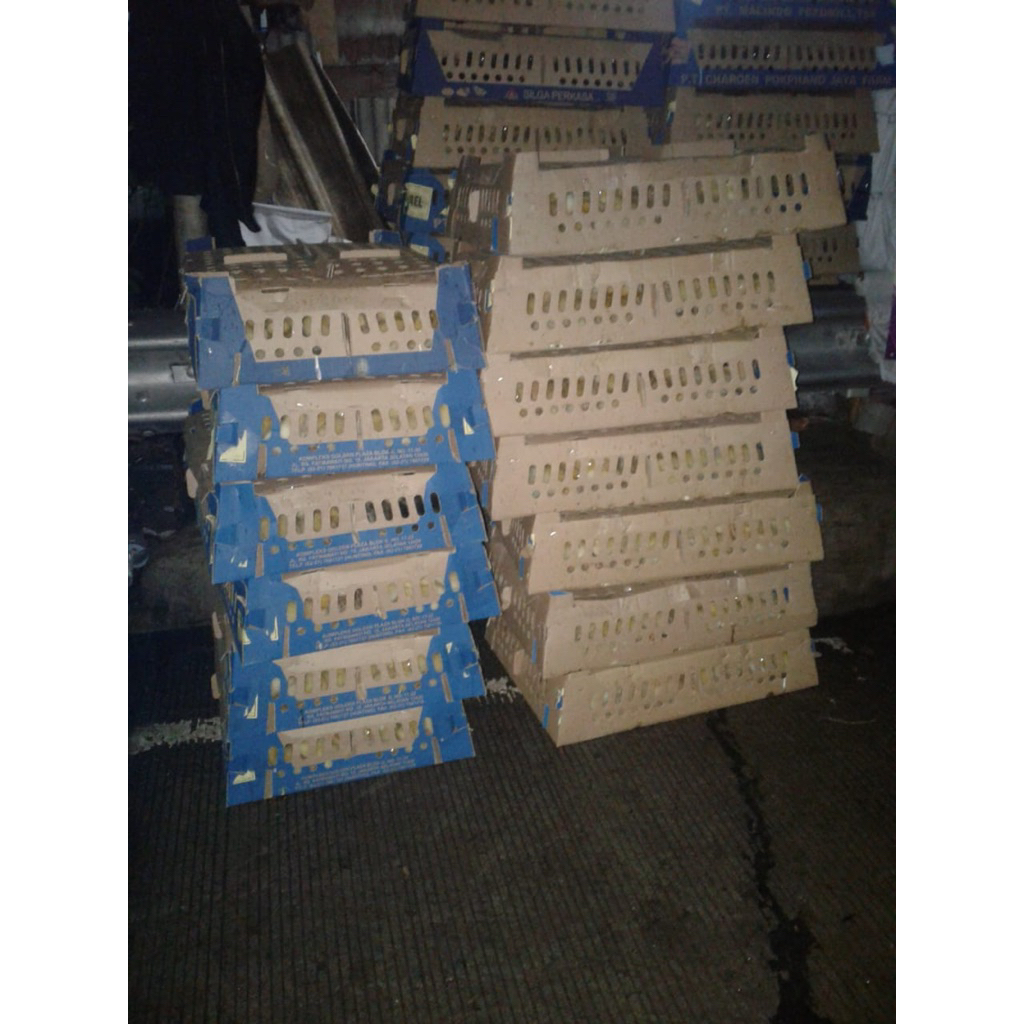 DOC Boiler 1 Box ( 100 ekor ) All merk box polos
