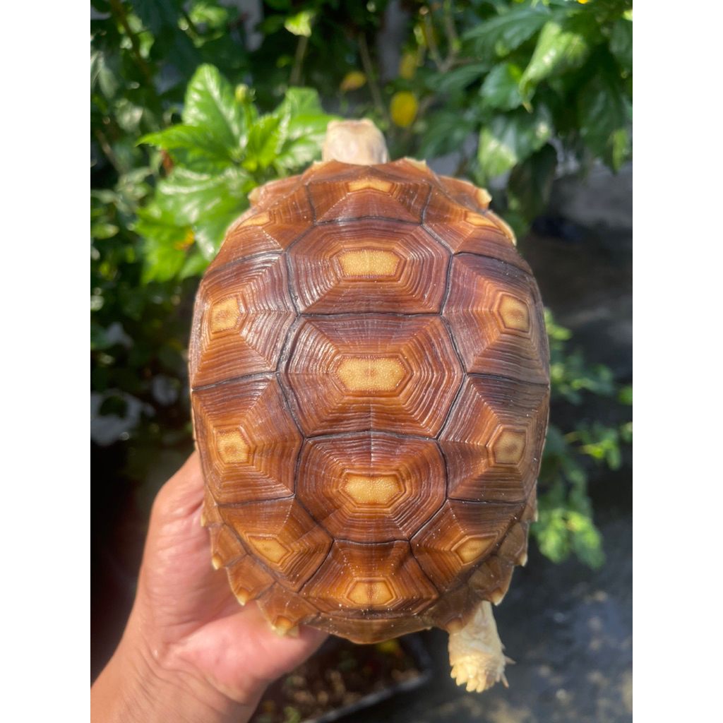 kurakura darat sulcata hiasan taman