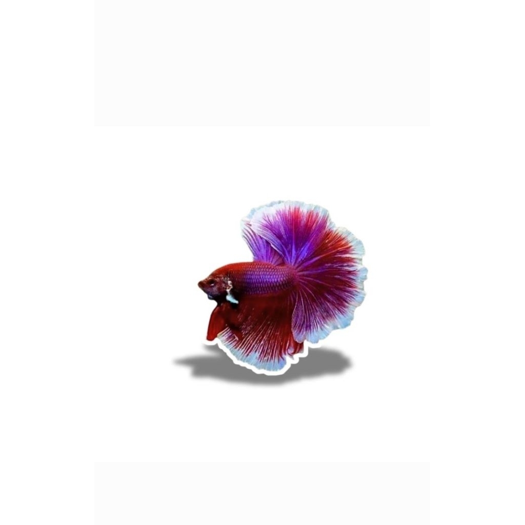 ikan cupang Halfmoon Lavender