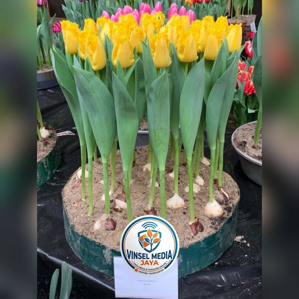 [IMPORT] Umbi Bunga Tulip Hidup Kuning Premium - Bibit Bunga Tulip Asli Siap Tanam Tanaman Hias Indo