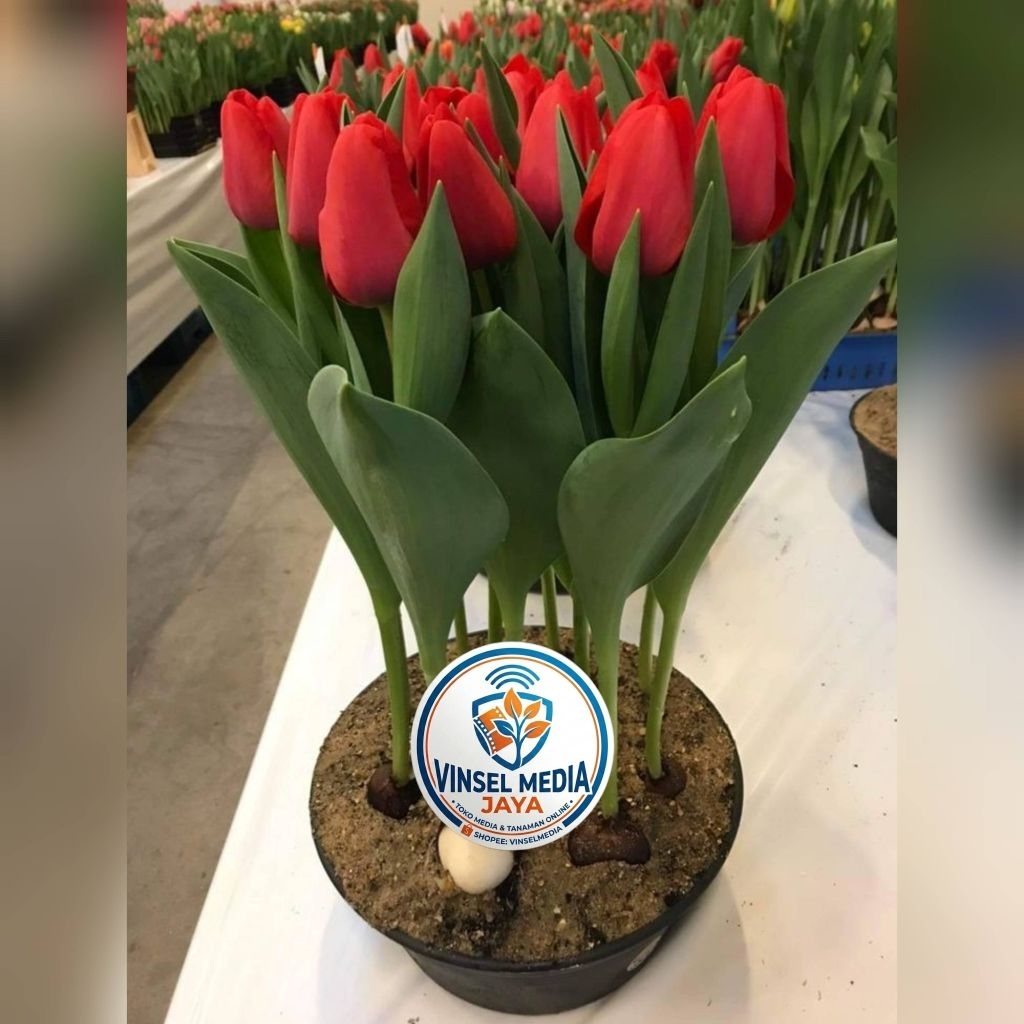 [IMPORT] Umbi Bunga Tulip Hidup Merah Premium - Bibit Bunga Tulip Asli Siap Tanam Tanaman Hias Indoo