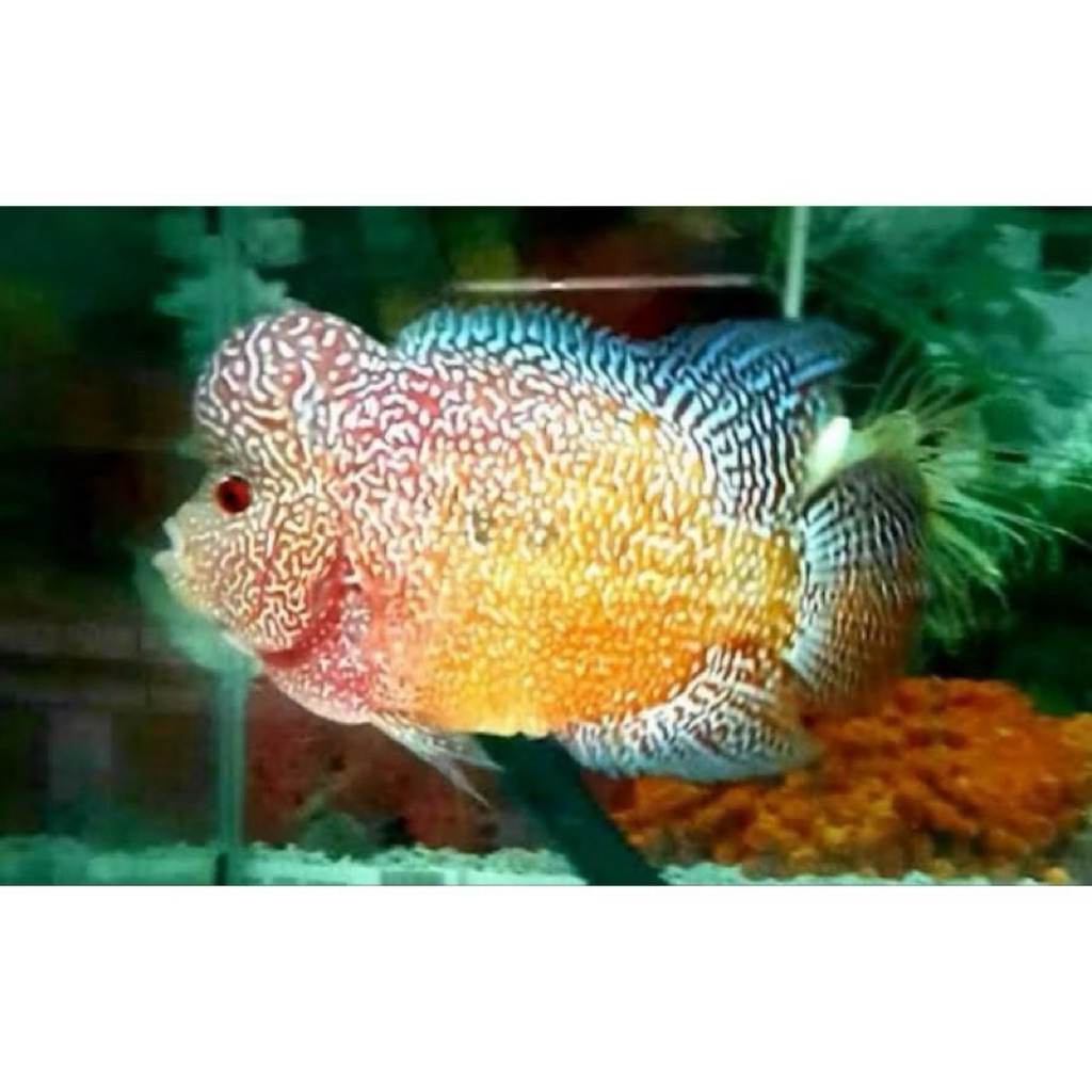 lohan Golden base kuning pekat asli jenong ukura 2/5 cm
