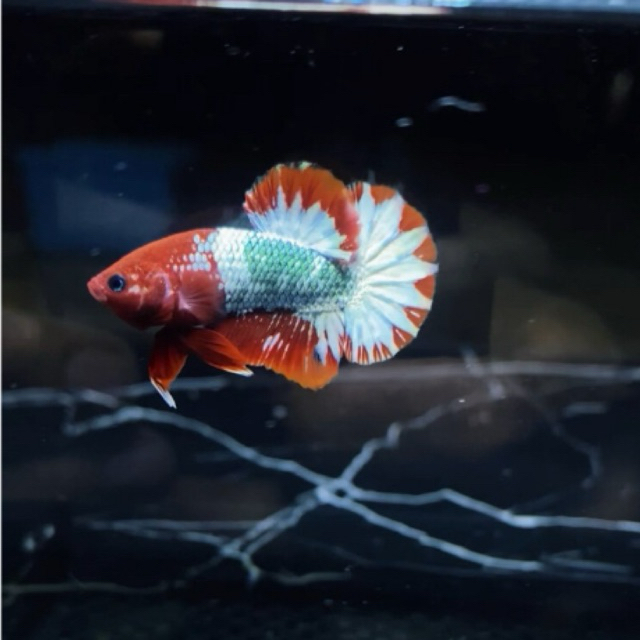 Plakat fccp red startail