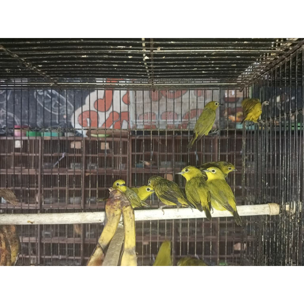 Pleci Pacitan Bandung